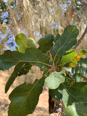 Quercus × eplingii