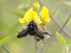 Xylocopa fimbriata