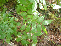 Prosartes hookeri