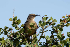 Toxostoma redivivum