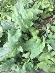 Arctium minus