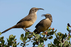 Toxostoma redivivum