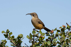 Toxostoma redivivum