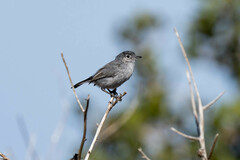 Polioptila californica