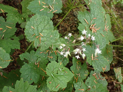 Tiarella trifoliata