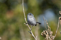 Polioptila californica