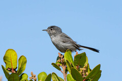 Polioptila californica