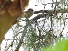Lophophanes cristatus