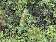 Lysichiton americanus