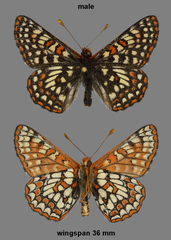 Euphydryas anicia bernadetta