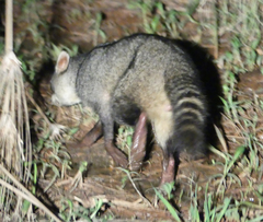 Procyon cancrivorus