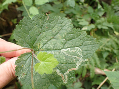 Phytomyza tiarellae