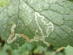 Phytomyza tiarellae