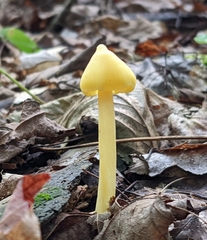 Entoloma murrayi