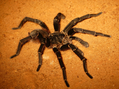 Acanthoscurria