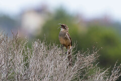 Toxostoma redivivum