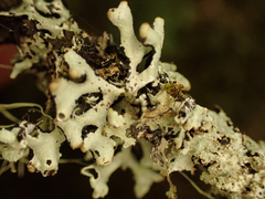 Parmelioideae