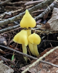 Entoloma murrayi