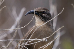 Toxostoma redivivum