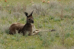 Macropus fuliginosus