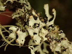 Parmelioideae