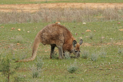 Osphranter robustus erubescens