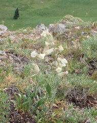 Silene douglasii