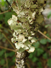 Cetrelia cetrarioides