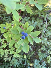 Vaccinium ovalifolium