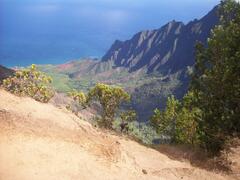 Metrosideros polymorpha