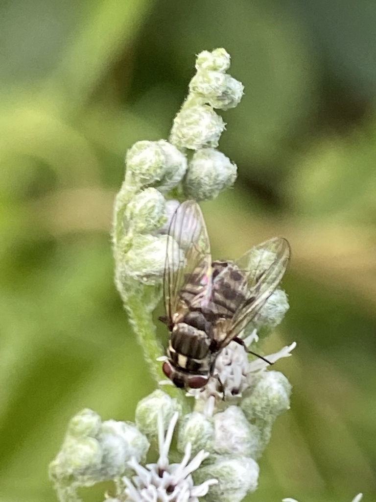 Stable fly (Stomoxys calcitrans)