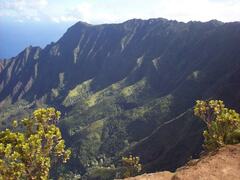 Metrosideros polymorpha