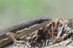 Cercosaura argulus