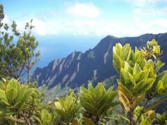 Metrosideros polymorpha