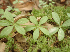 Galium triflorum