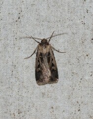 Feltia subgothica