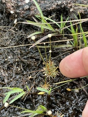 Eriocaulaceae