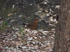 Turdus merula