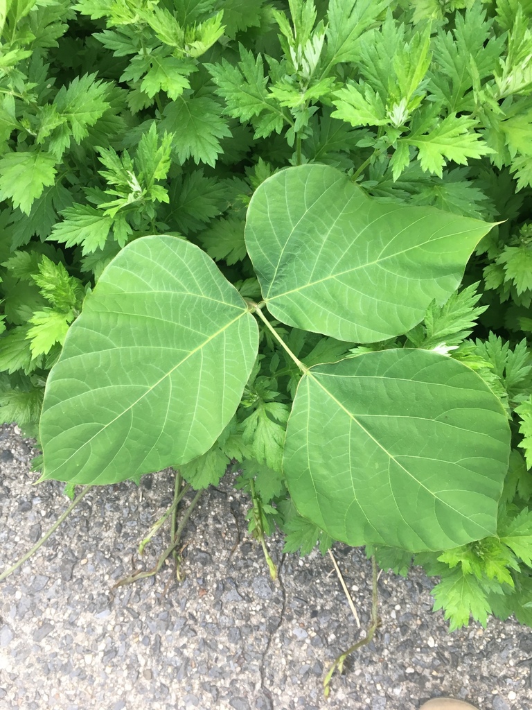 kudzu from 84-76 127th St, New York, NY, US on August 8, 2018 at 06:54 ...