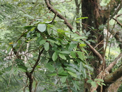 Cryptolepis sinensis