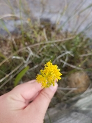 Solidago uliginosa
