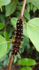 Colobura dirce dirce