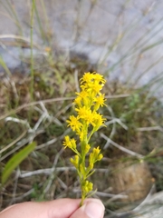 Solidago uliginosa