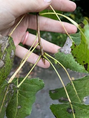 Populus grandidentata