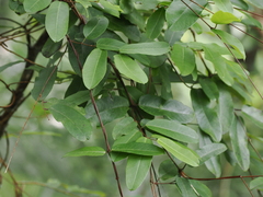 Cryptolepis sinensis