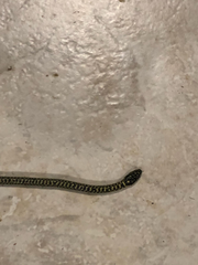 Lampropeltis holbrooki