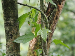 Passiflora suberosa