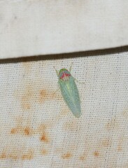Gyponana octolineata