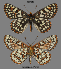 Euphydryas anicia bernadetta