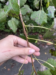 Populus grandidentata